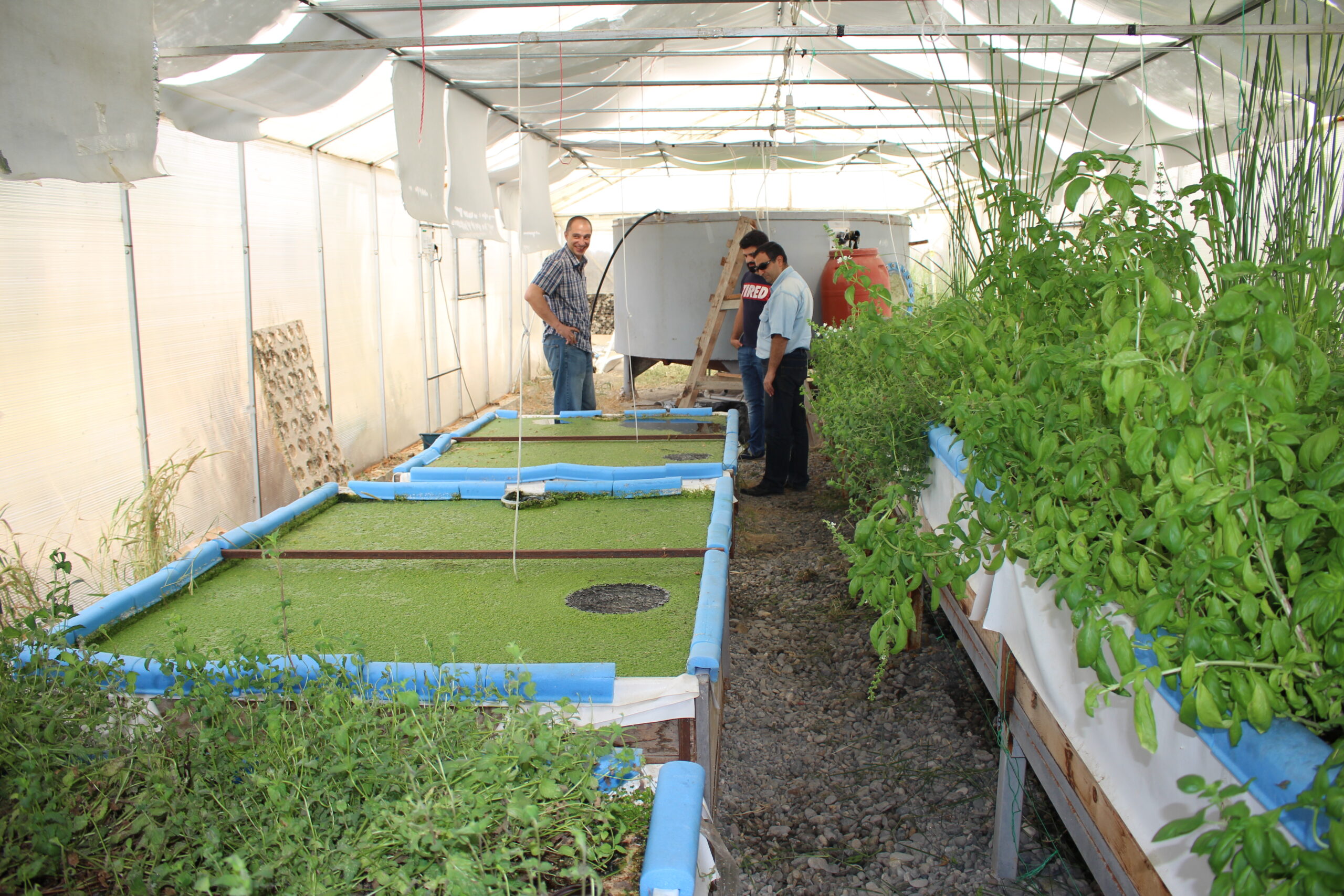 Aquaponic greenhouse of the Green Age NGO in Apaga, Armavir marz, Armenia