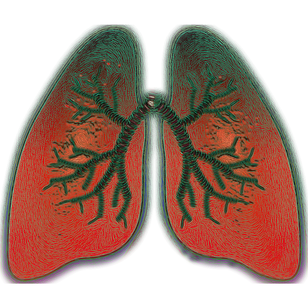 Lungs