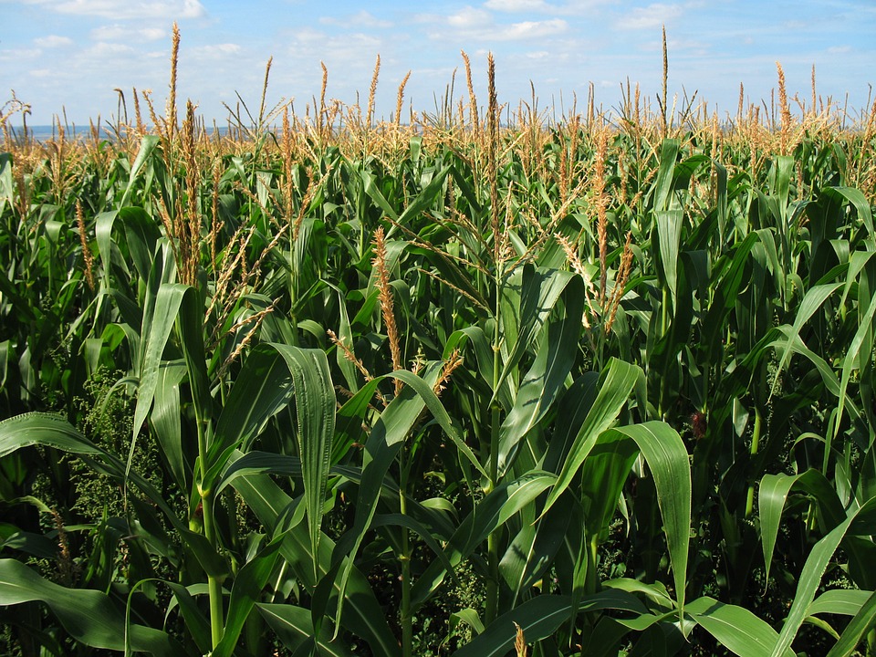 Corn Fields CC0 Image