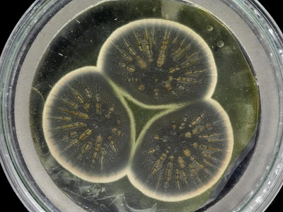 Genome of Alexander Fleming's Original Penicillin-producing Mold Sequenced