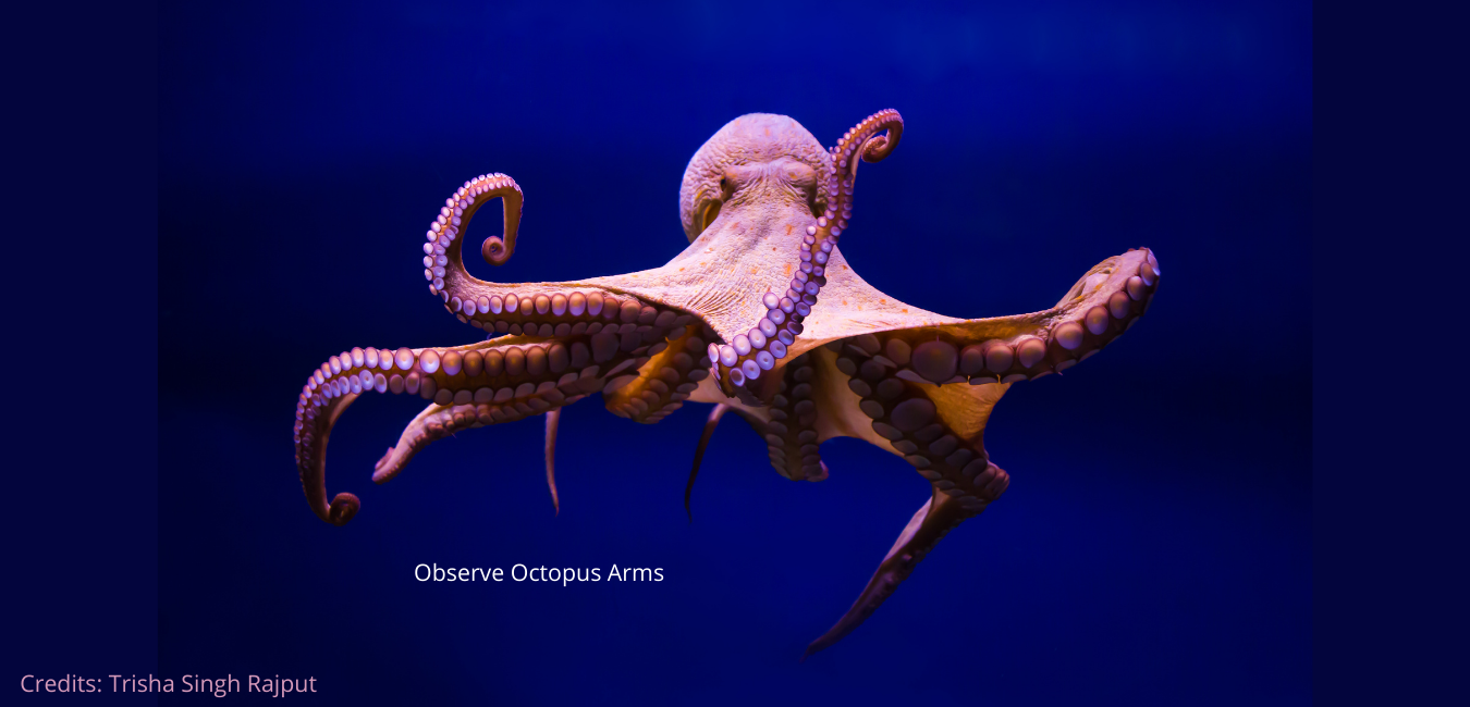 How does Octopus eat