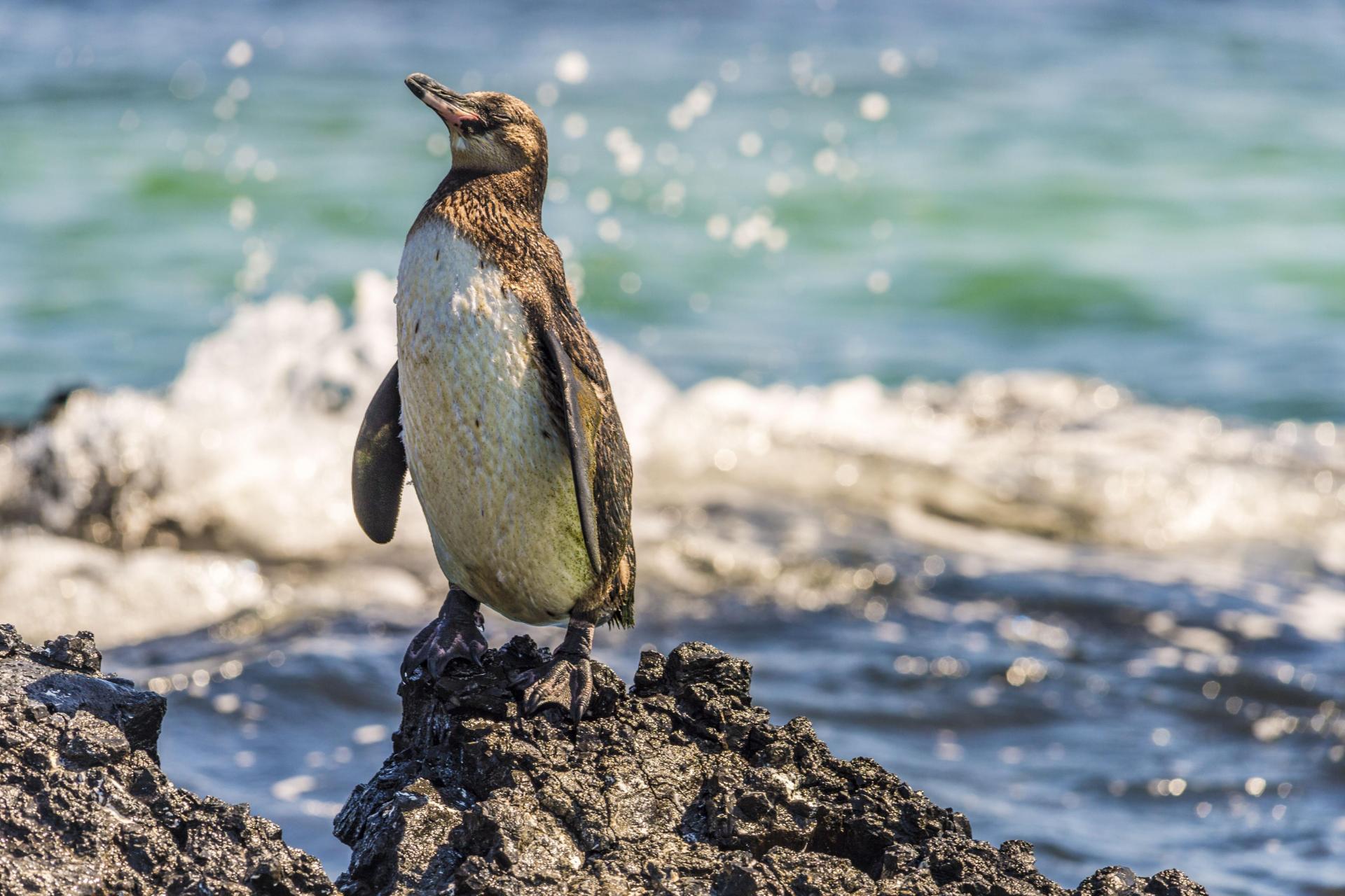 Population of Penguins and Cormorants increase in Galapagos island