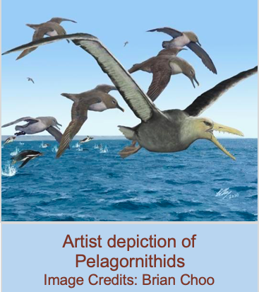 Artist depiction of Pelagornithids Image Credits: Brian Choo