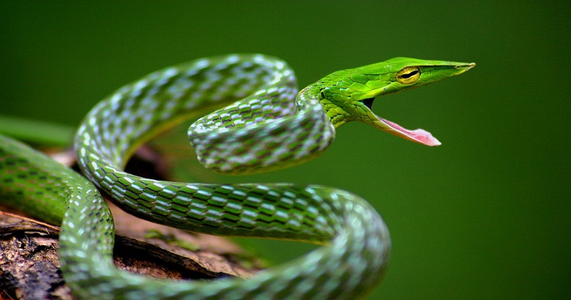 vine_snake_discovery.