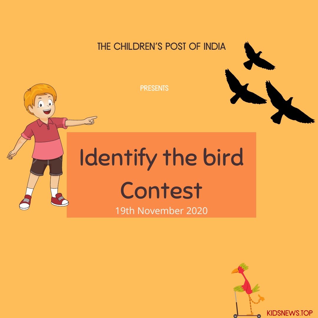 Creative for Identify the Bird Contest