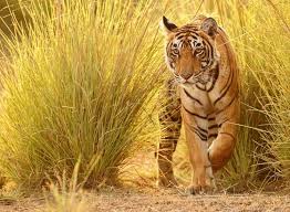 Tiger of Panna