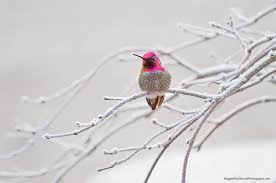 Image of Hummingbird in Winter