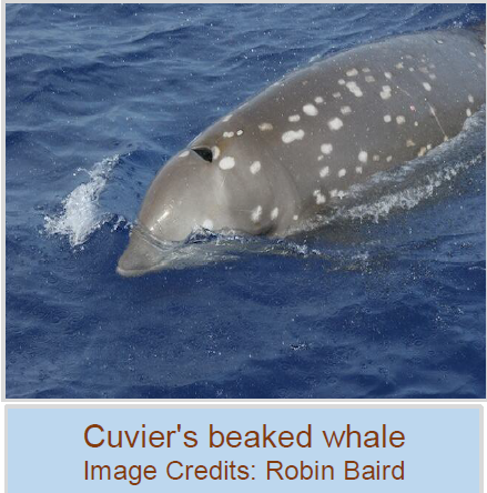 Curvier's beaked whale