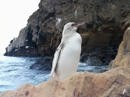 An image of the rare white penguin