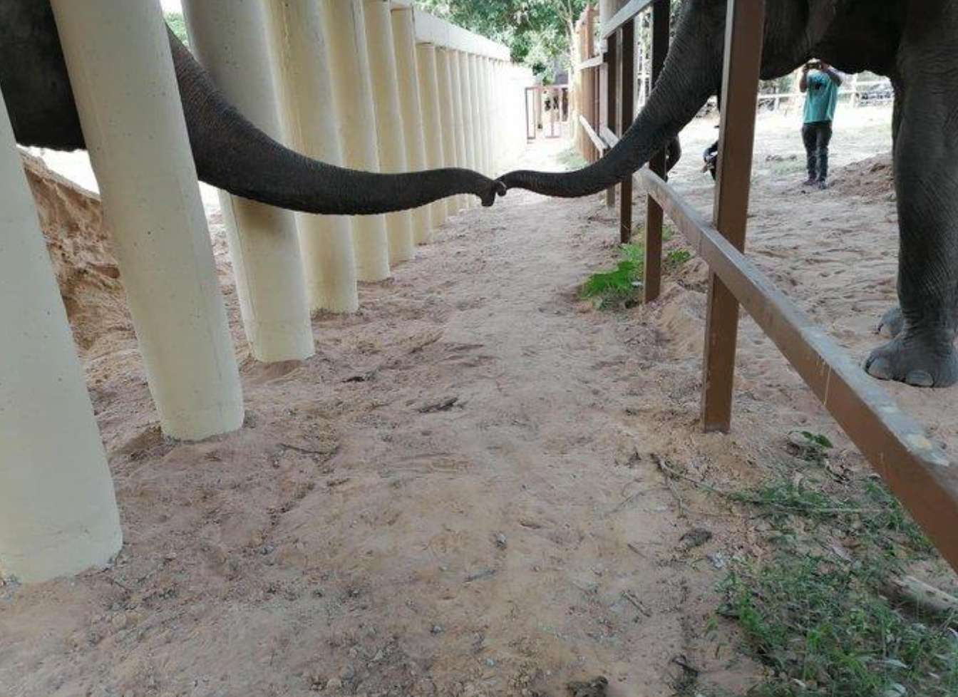 Kaavan’s first contact with another elephant in eight years. Image Credits: Twitter of Four Paws