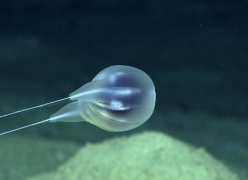 Comb Jelly Image credits: NOAA