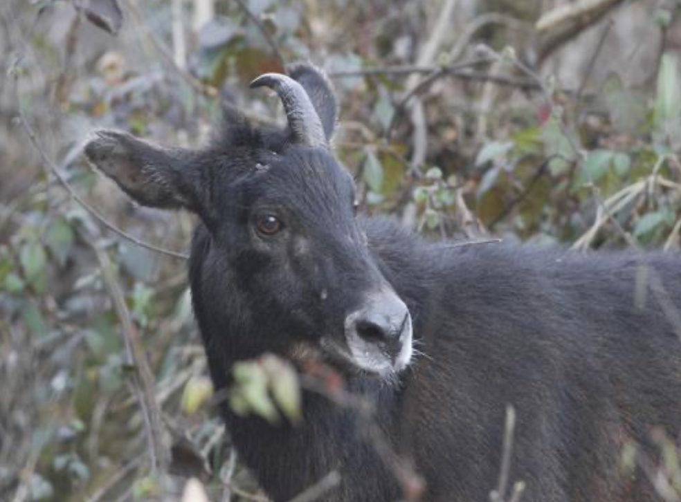 An image of the Himalayan Serow in a jungle.