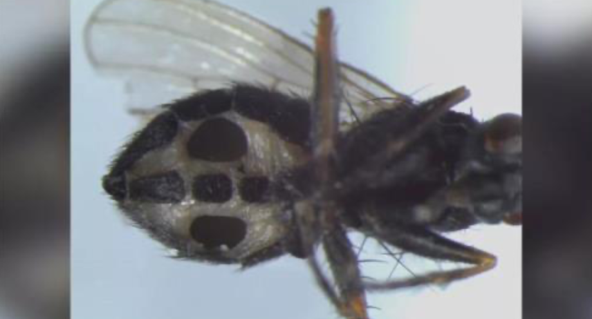 Fly infected with the fungi in the abdomen Image credits: University of Copenhagen