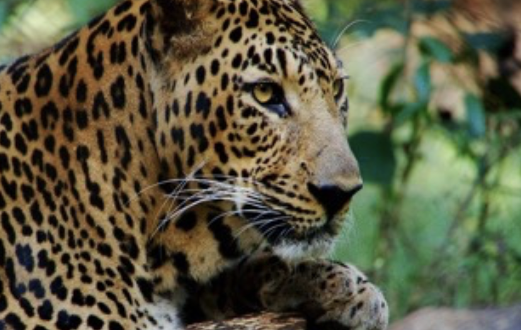 Indian leopard