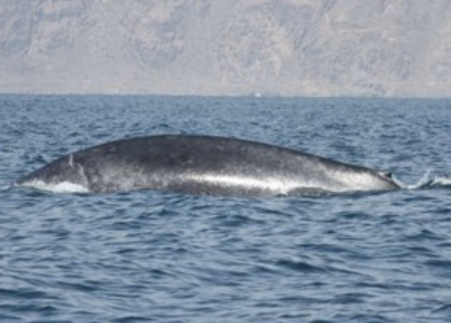 An image of Blue whale Credit: Robert Baldwin/Environment Society of Oman