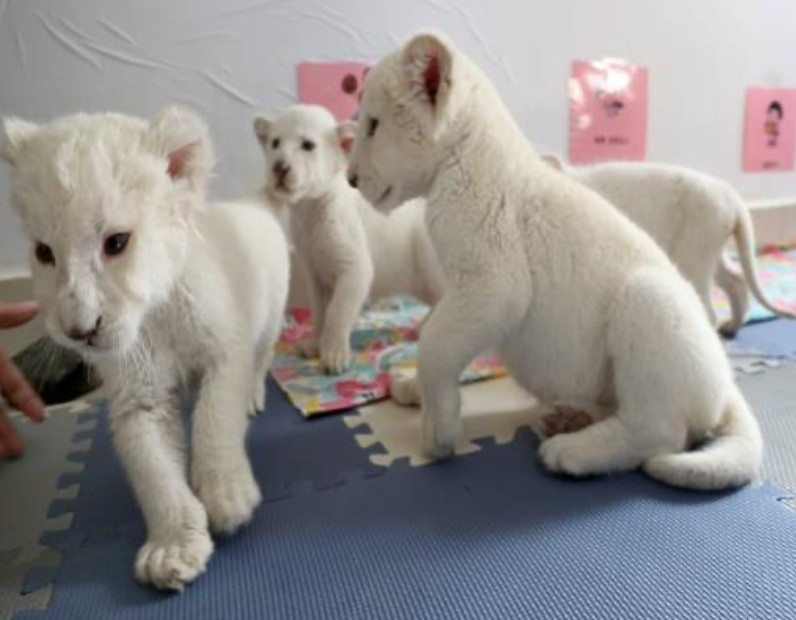 The white lion quadruplets Image Credits: Twitter of CGTN