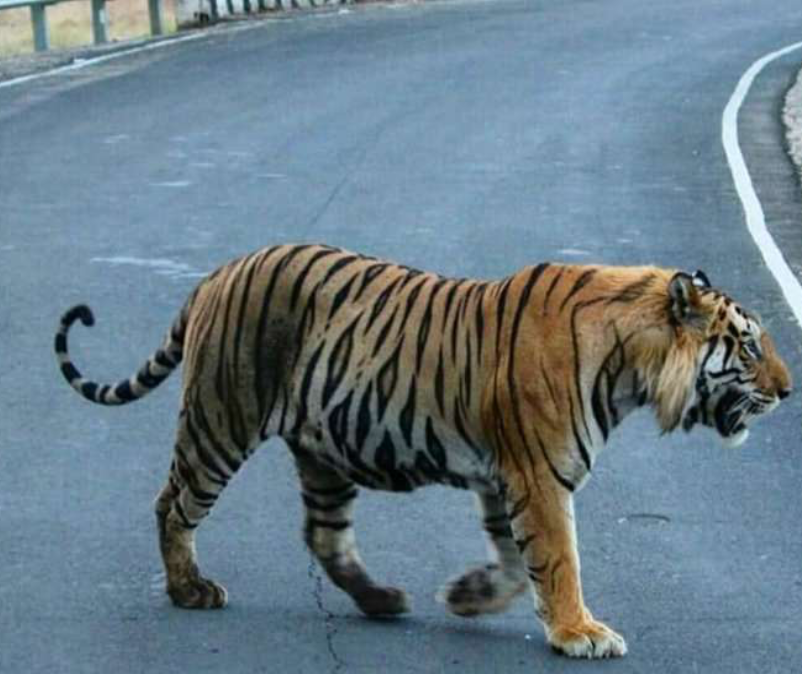 Tiger in Bandhavgarh Image credit: @BandhavgarhTig2