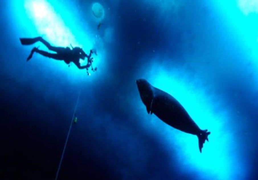 A diver and Weddell Seal in McMurdo Sound Image credits: Twitter of The Antarctic Report