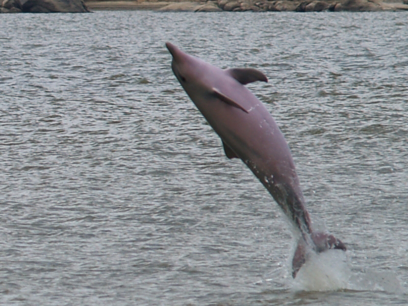 Tucuxi dolphin in river Okinawa Image by Archilider/ Wikipedia