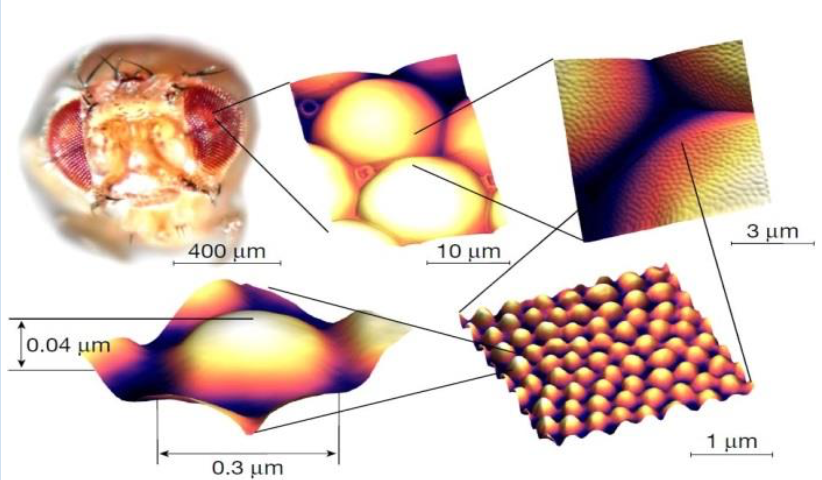 Corneal nano-coating in fruit fly in magnification; Image credits: Government of Yukon