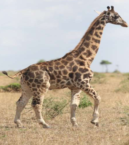Dwarf Giraffe Image credit: @Save_Giraffe