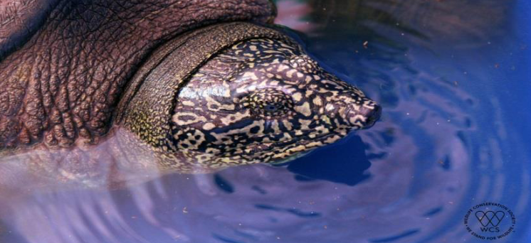 Discovery of Extremely Rare, Endangered Swinhoe’s softshell Turtle