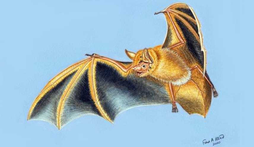 Myotis nimbaensis Credits: Twitter of American Museum of Natural History & Fiona Reid