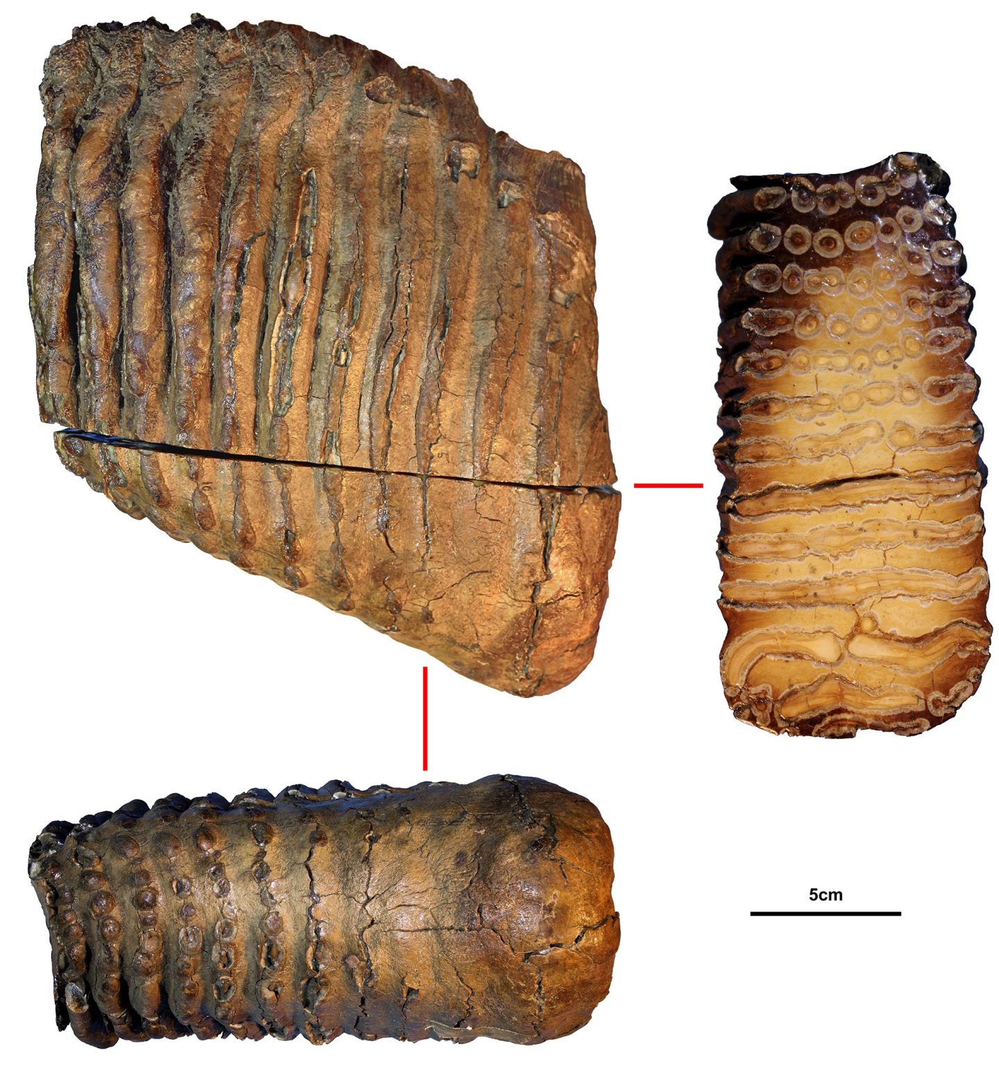 An image showing the 3 mammoth teeth discovered at Krestkova