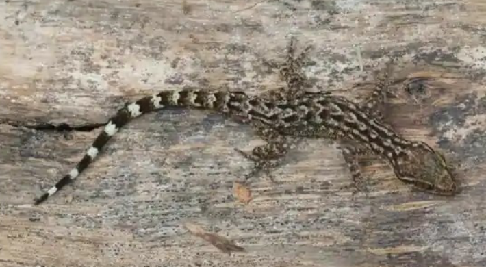 The new gecko species identified Image Credits:Zeeshan Mirza