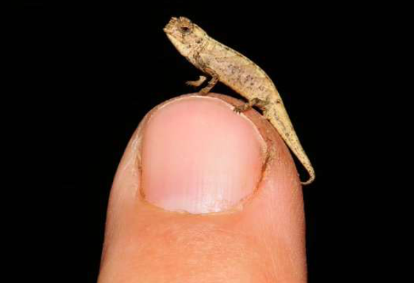 The tiny chameleon Image credit: Frank Glaw