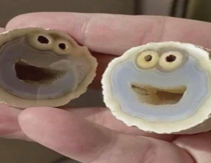 The agate that looks like a Cookie Monster Image Credit: Twitter of Cookie Monster