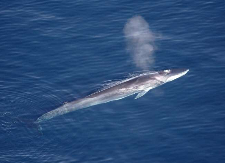 Fin Whales Image Credit: Wikipedia