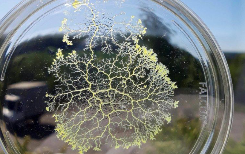 Slime mold grown with tubular network Credits: Nico Schramma/MPI-DS