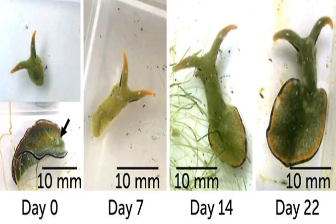 Regeneration of body from head of Sacoglossan slug Image credits: Sayaka Mitoh & Yoichi Yusa / Current Biology 2021