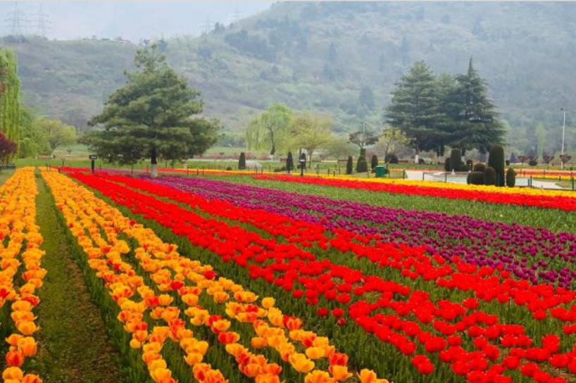 Tulip Garden at Srinagar Image Credits: Twitter of Narendra Modi