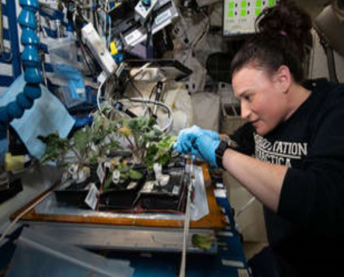 Space Farming: Lettuce Images credit: nasa.gov