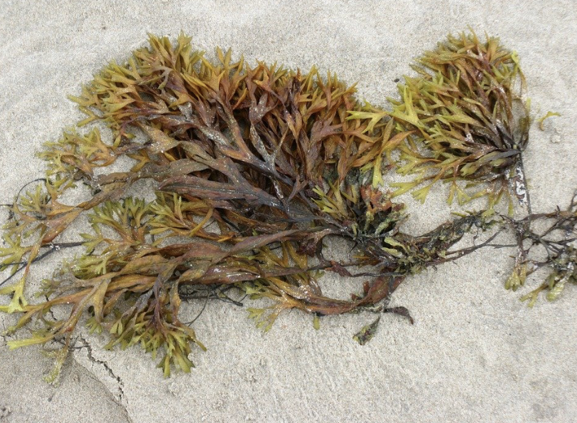 Seaweed (Representative image)