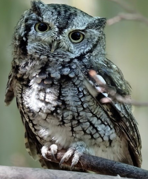 Image: Eastern screeching owl