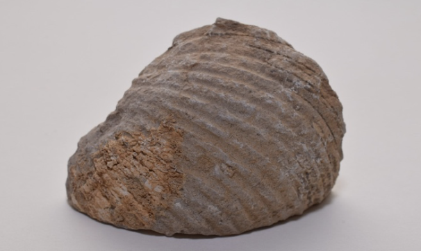 Fossil (representative image)