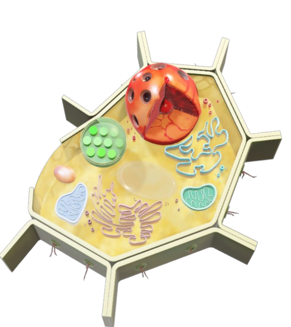 A 3D model of the cell. The nucleus is the big red thing