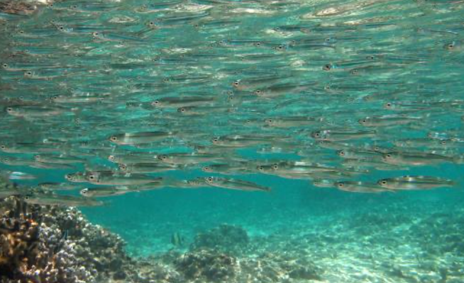 Hardyhead silverside fish in group Image credits: Wikipedia