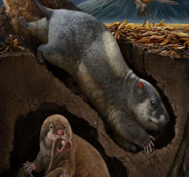 Two New Species Of Burrowing Mammal-Like Animals Unearthed – The