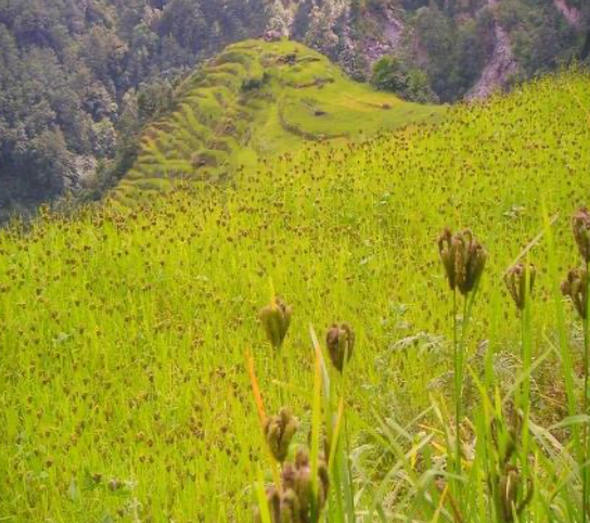 Himalayan finger millet Credits: Samagra Chetna Organic Farm in Twitter