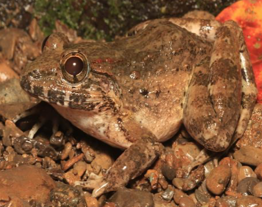 The Mindoro fanged frog Image Credits: Scott Travers