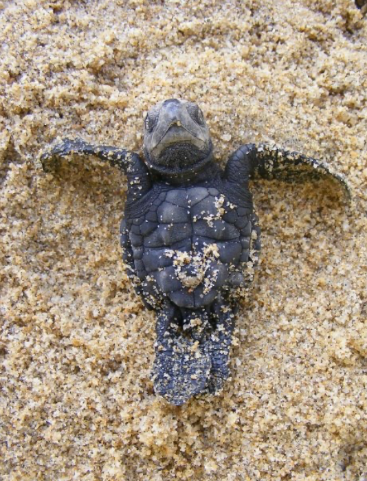 A new-born turtle