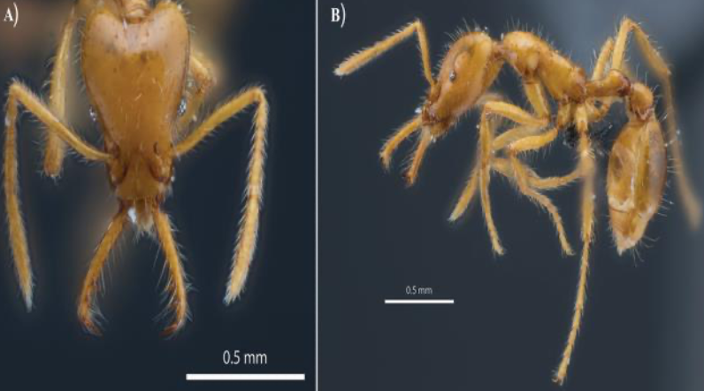 Image caption A) head in full face view B) Full specimen Of Strumigenys ayersthey Credits: Douglas B.Booher & Philip O.Hoenle / Zookeys journal