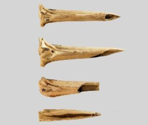 Top: two turkey leg bones with pointed ends; Bottom: two turkey leg bones with broken tips Image credits: Aaron Deter-Wolf & Tanya Peres / Journal for archaeological science