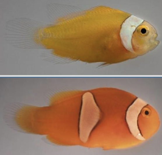 Top: Clownfish living in long- tentacled anemone; Bottom: Carpet-style anemone