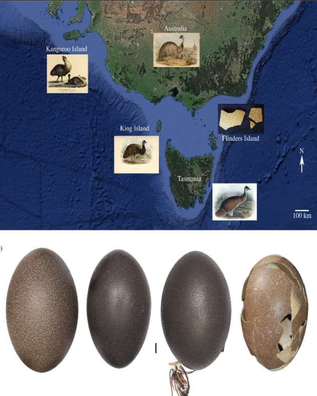 Top: Distribution of emus. Bottom: Comparison of eggs of the mainland and dwarf emus. Credits: Julian P. Hume & Christian Robertson / Biology Letters 2021