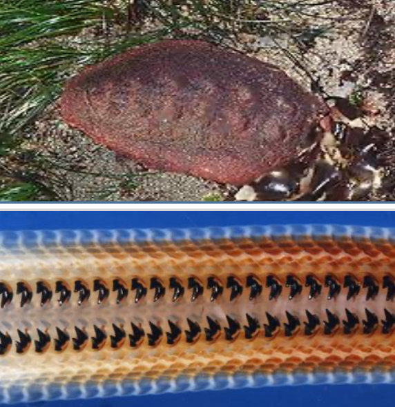 Above: Giant Chiton Below: Section of radula showing hard teeth. Image credits: Wikipedia and www.northwestern.edu